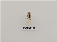 藏品(恆春粗腿天牛)的圖片